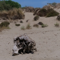 Photo de France - La randonnée de la Tamarissière